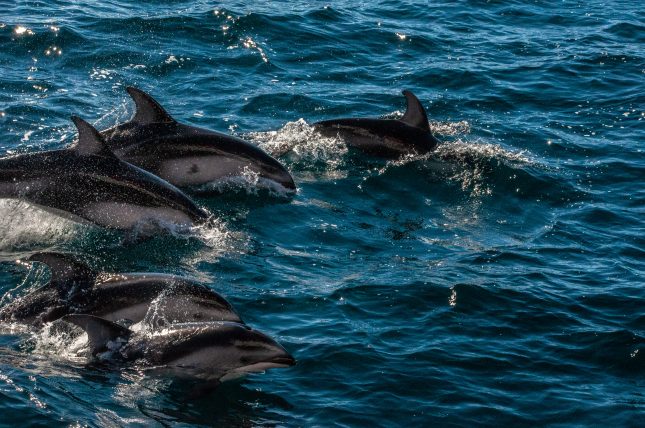 Dolphins from the super pod swimming next to the vessel. (Credits: Kim Aubut Demers)